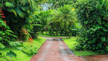 A pathway through a lush garden with various tropical plants and trees.