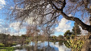 Um lago calmo rodeado por árvores e vegetação.