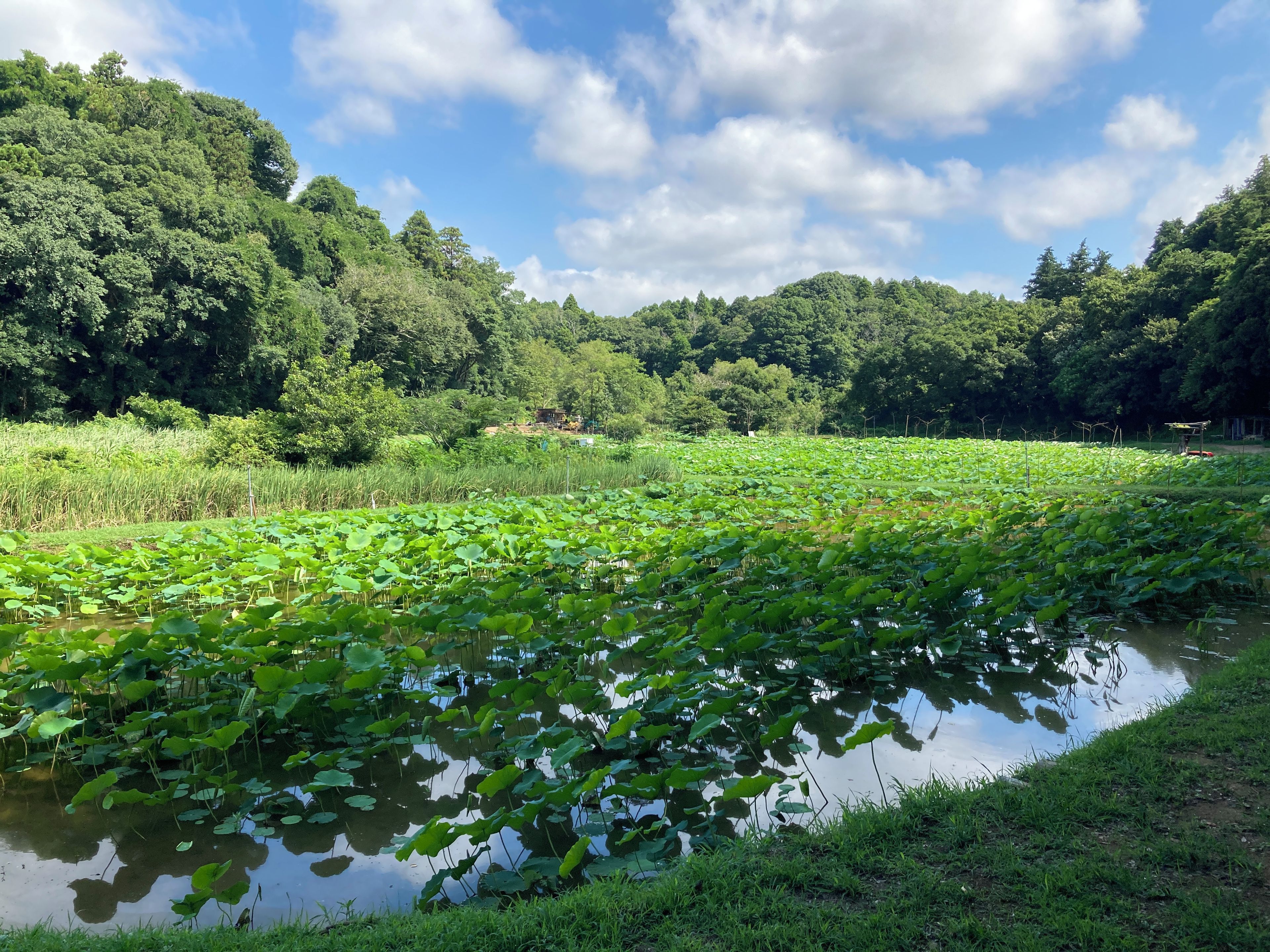 A serene pond with lily pads surrounded by lush greenery and trees.