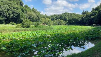 A serene pond with lily pads surrounded by lush greenery and trees.