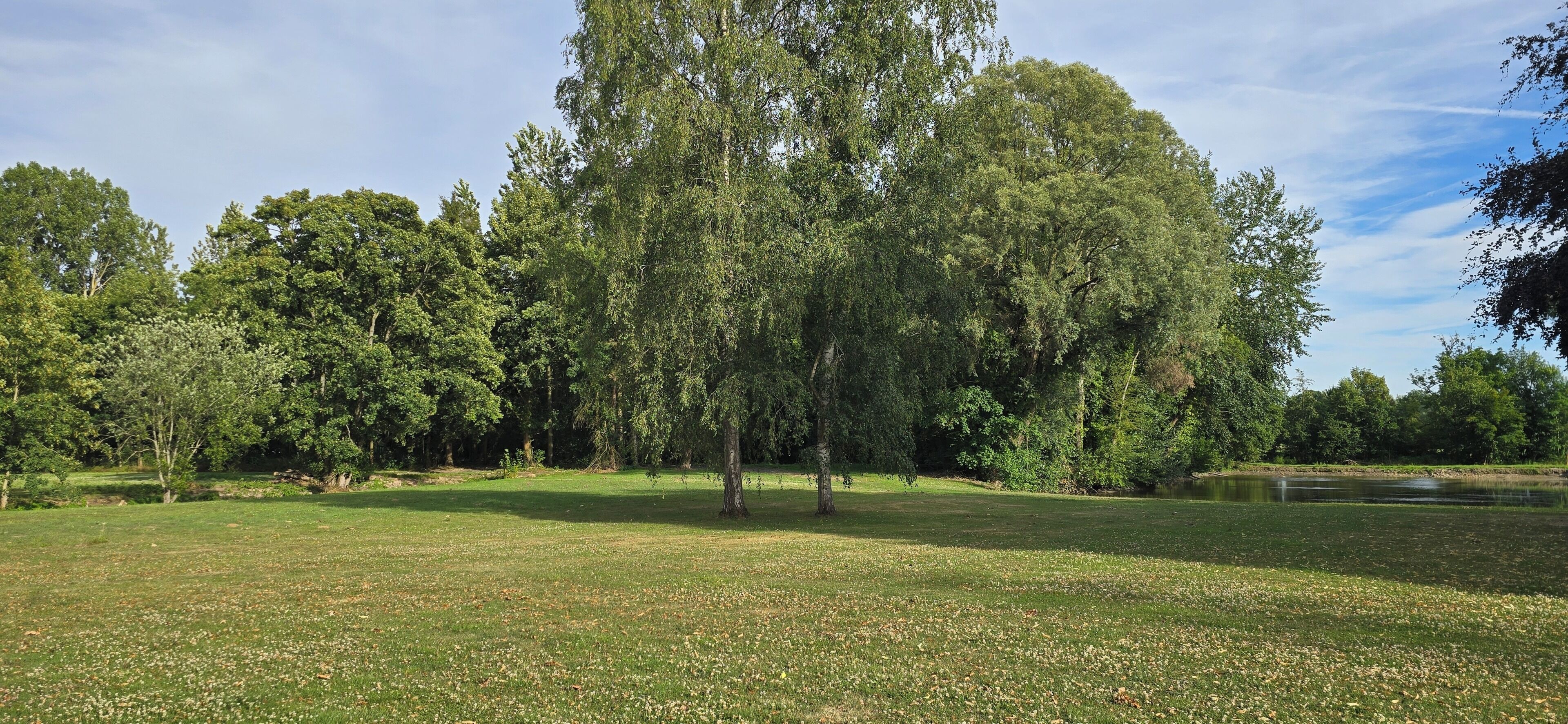 A park with a large tree, grassy areas, and a body of water.