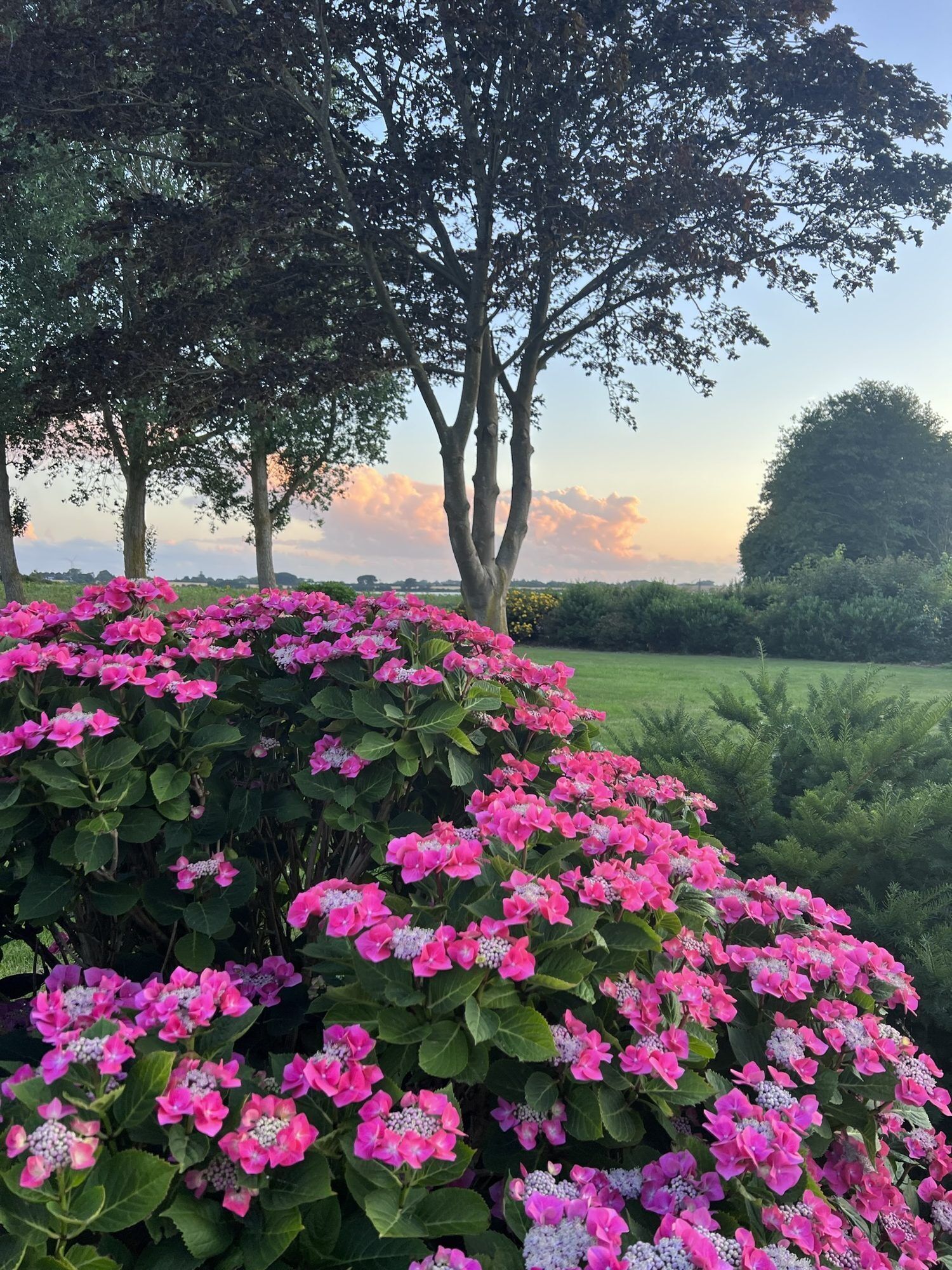A garden with pink flowers and trees.