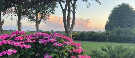 A garden with pink flowers and trees.