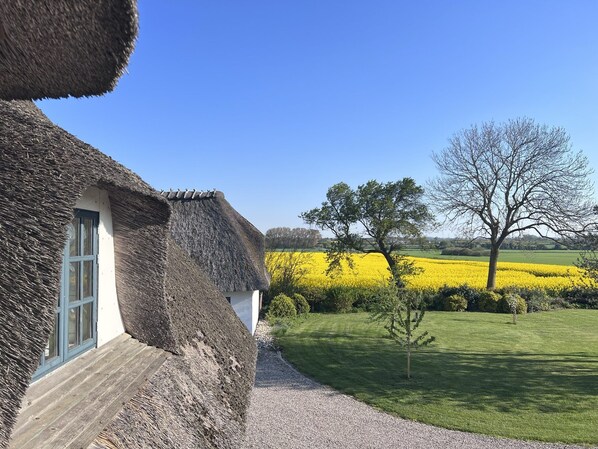 A thatched-roof house with a gravel path leading to a field of yellow flowers.