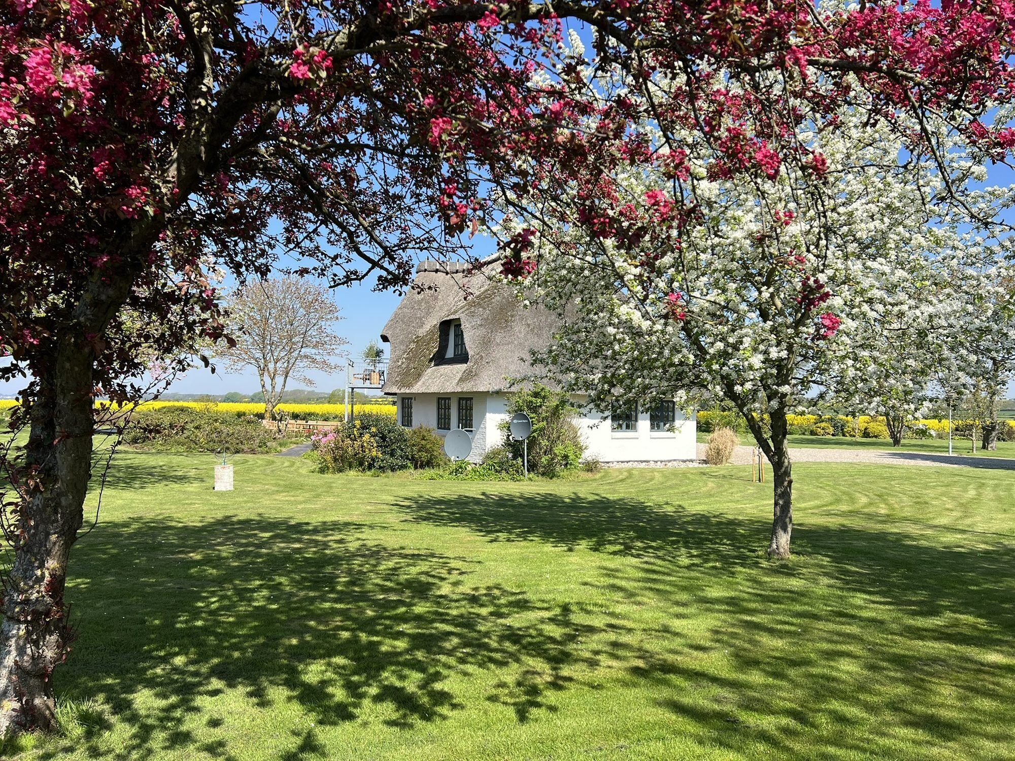 A house with a thatched roof, surrounded by a well-maintained lawn and flowering trees.