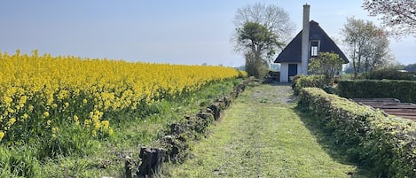 Paisagem rural com uma casa de telhado de palha, um campo de flores amarelas e um céu azul claro.