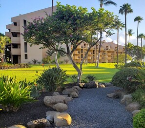 A landscaped area with a gravel path, rocks, and various plants, leading to a building with multiple balconies. - Walk to Beach! Pool, Gym, Pickleball & More (Kihei)