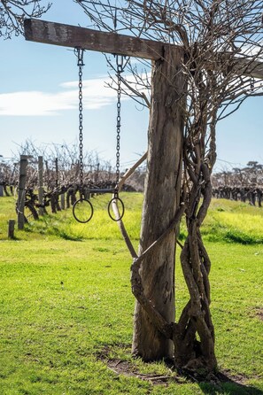 Ein Baum, an dem eine Schaukel hängt.