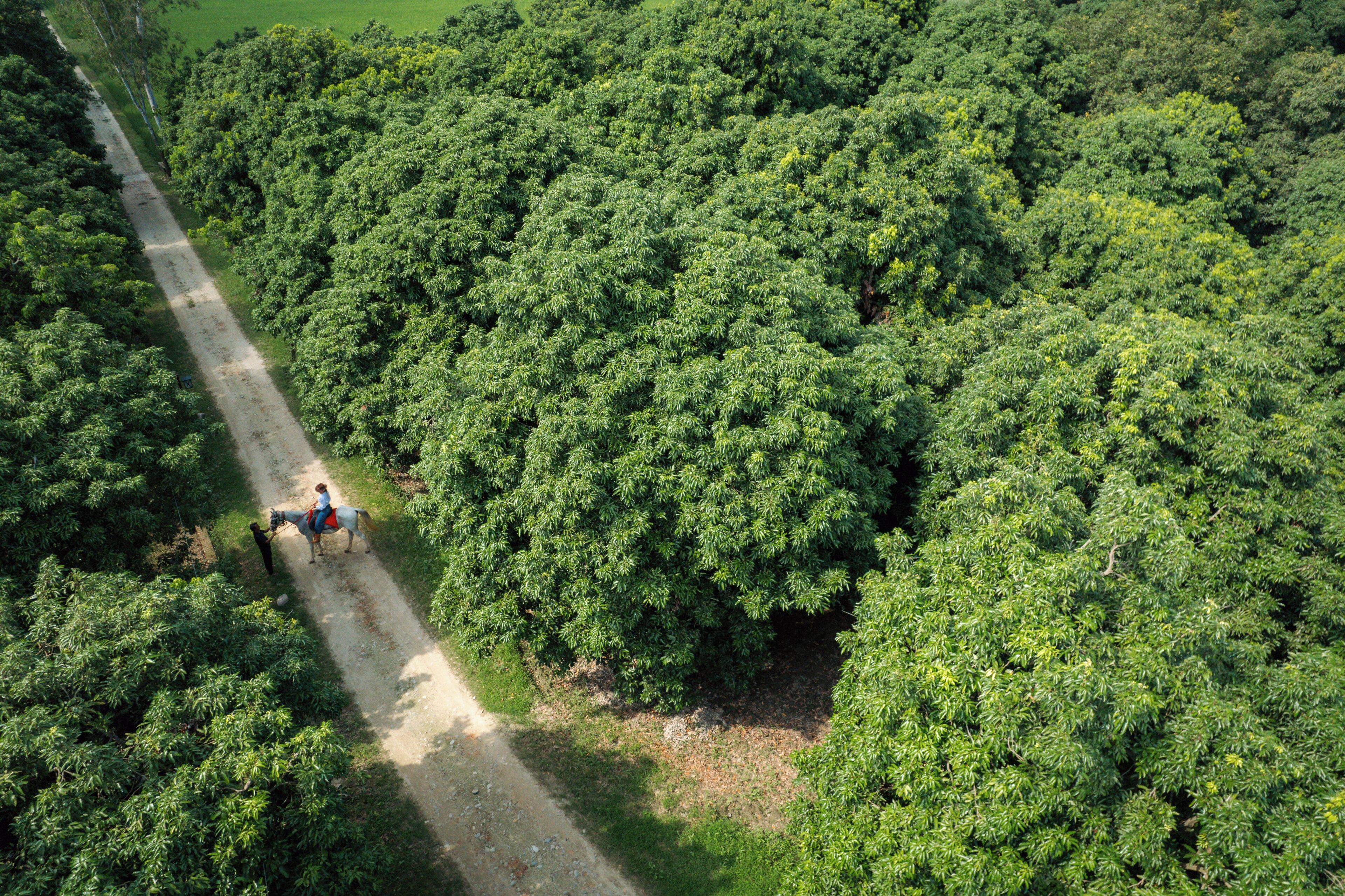 Vue aérienne d’une forêt dense, avec un étroit sentier de terre qui la traverse.