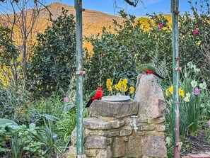 Un jardín con una fuente de piedra, pájaros y diversas plantas.