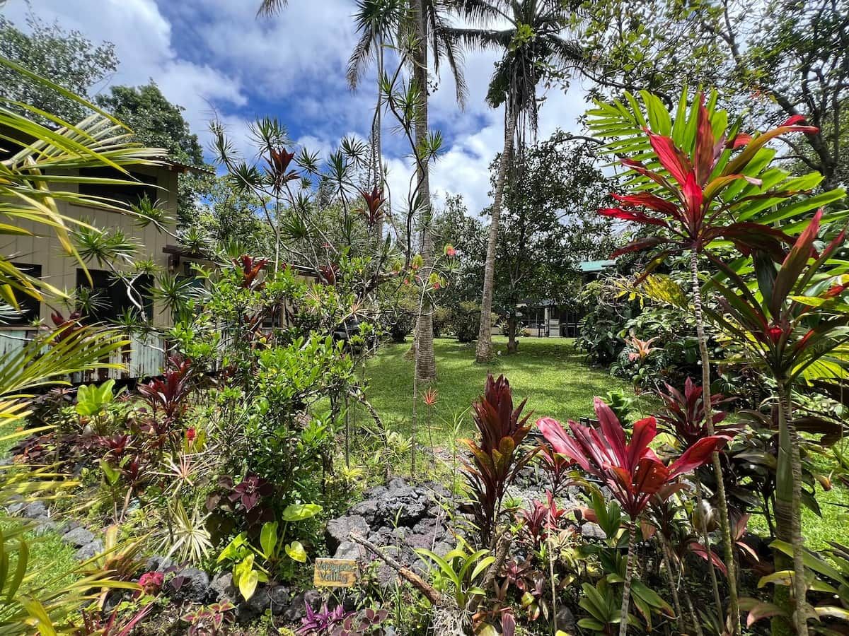 Un jardin tropical avec différentes espèces de plantes et une pelouse.