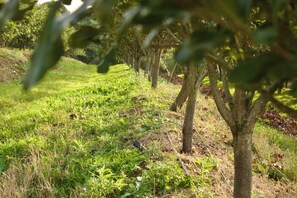 Property grounds - Macadamia nut farm stay (KuGompo City)