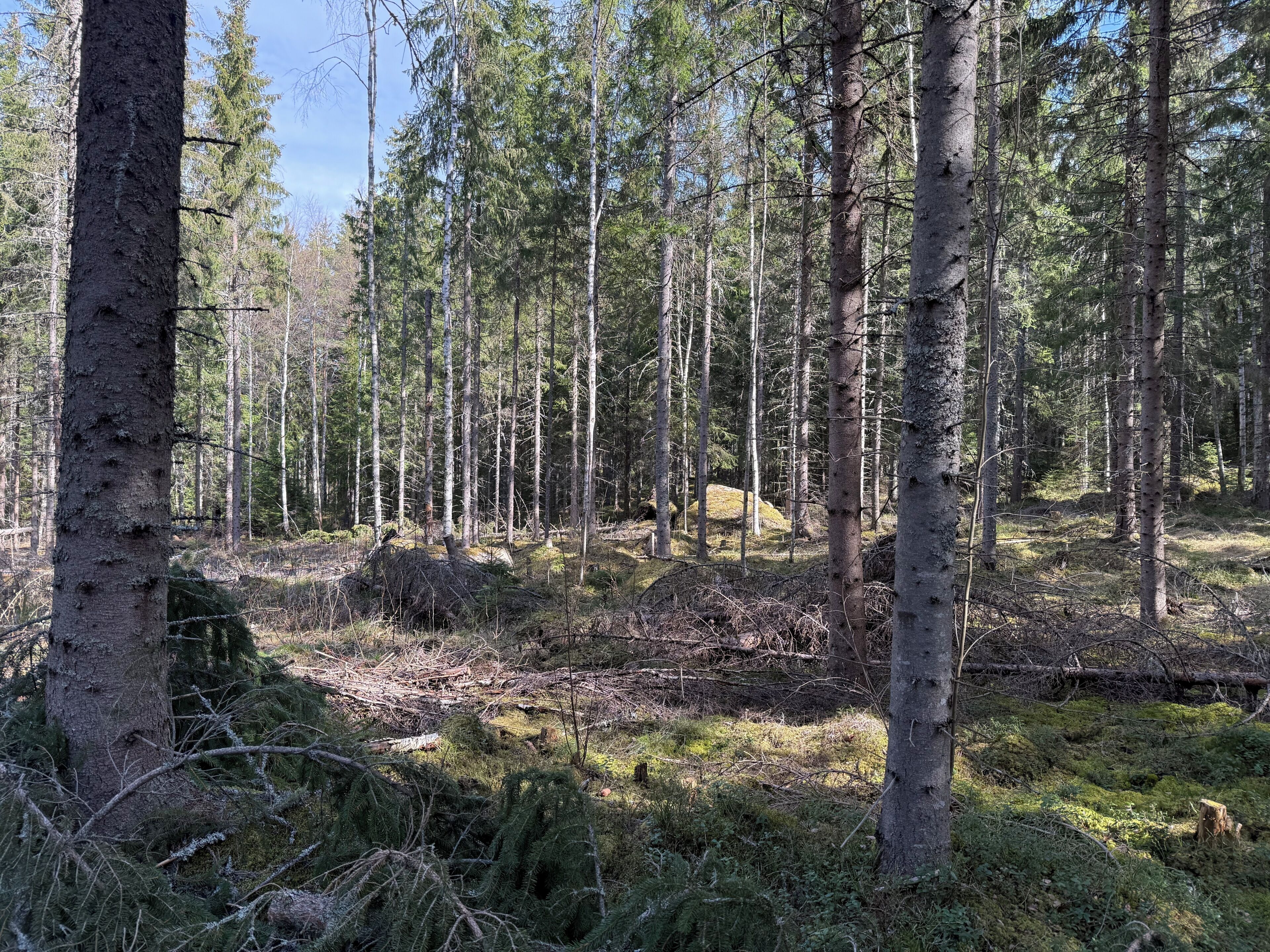 A forest with tall trees and a grassy area.