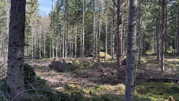 A forest with tall trees and a grassy area.
