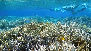An underwater scene with a diver exploring a coral reef.
