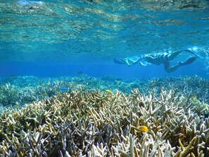 An underwater scene with a diver exploring a coral reef.