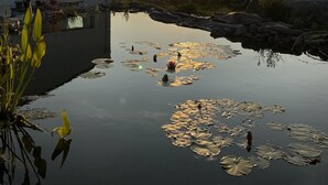 A modern building with a reflective water feature and lily pads.