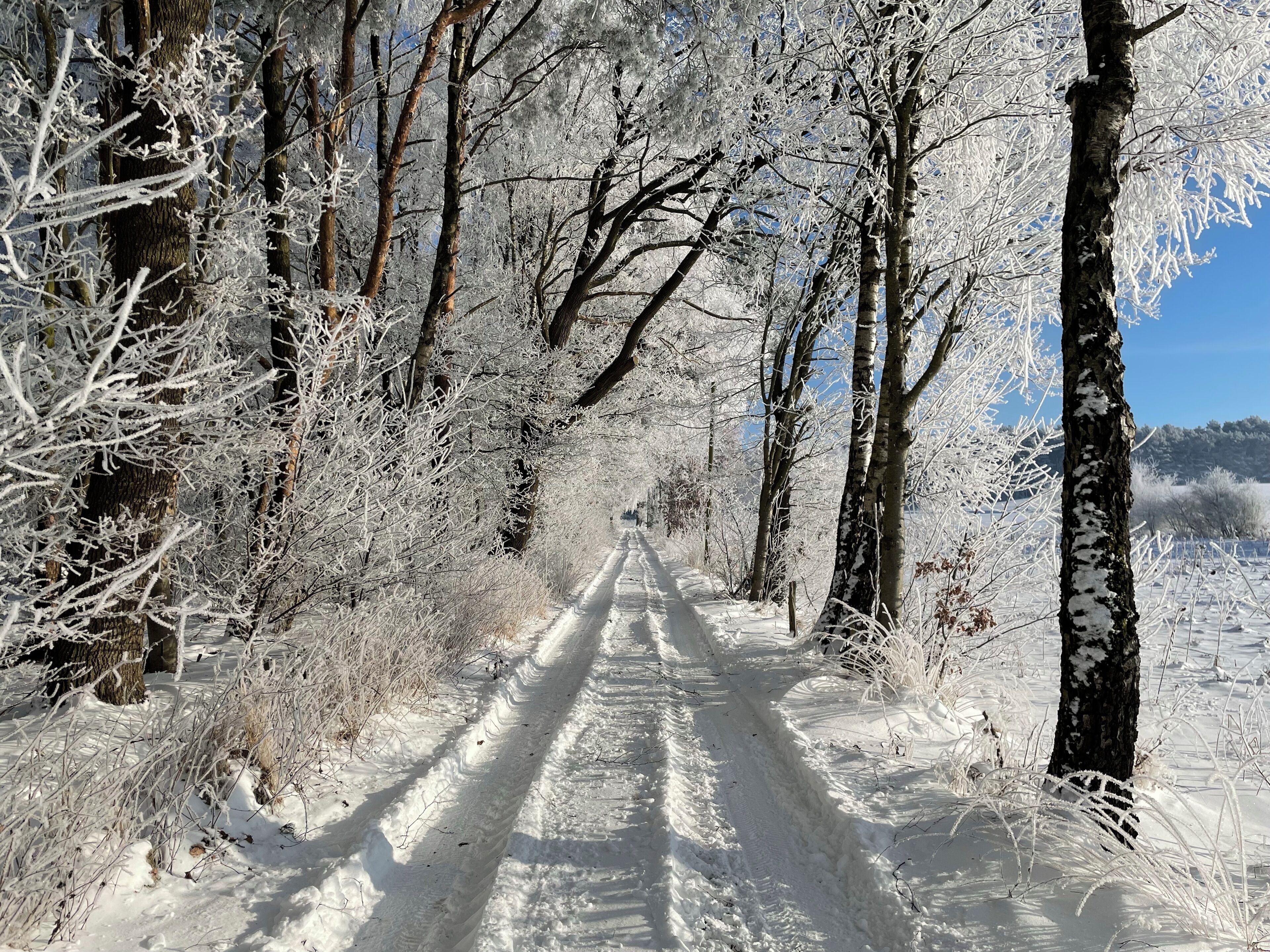Un sentier forestier enneigé, bordé d’arbres des deux côtés.