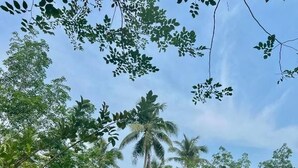A building surrounded by lush greenery, including banana trees and red flowers. - Zerohouse (Koh Kood)