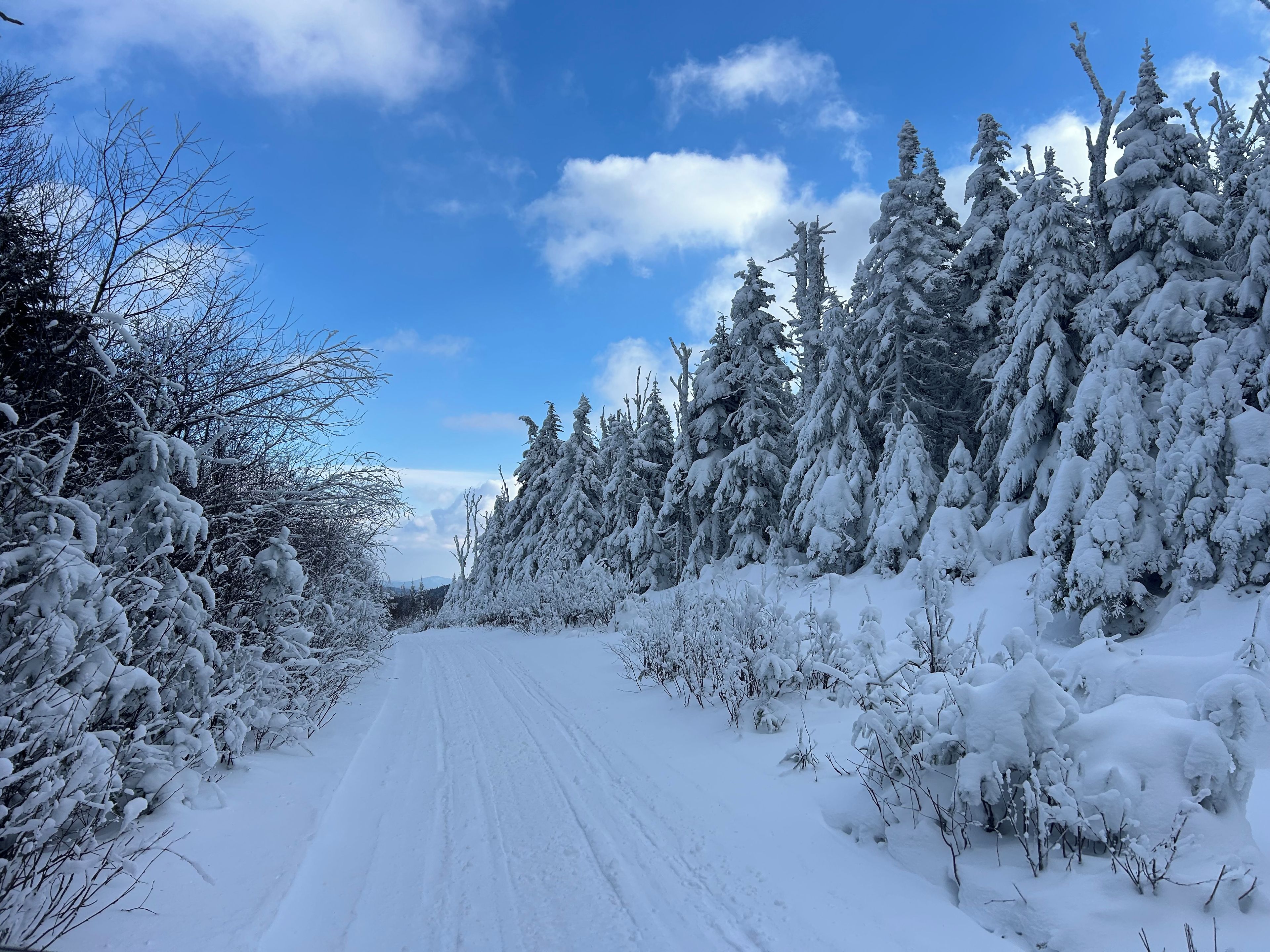 A snow-covered road flanked by dense evergreen trees.
