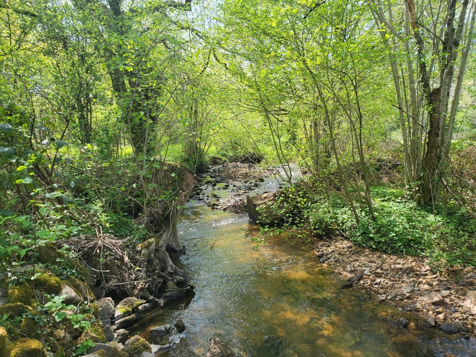Un cours d’eau naturel bordé d’une végétation luxuriante et d’arbres.