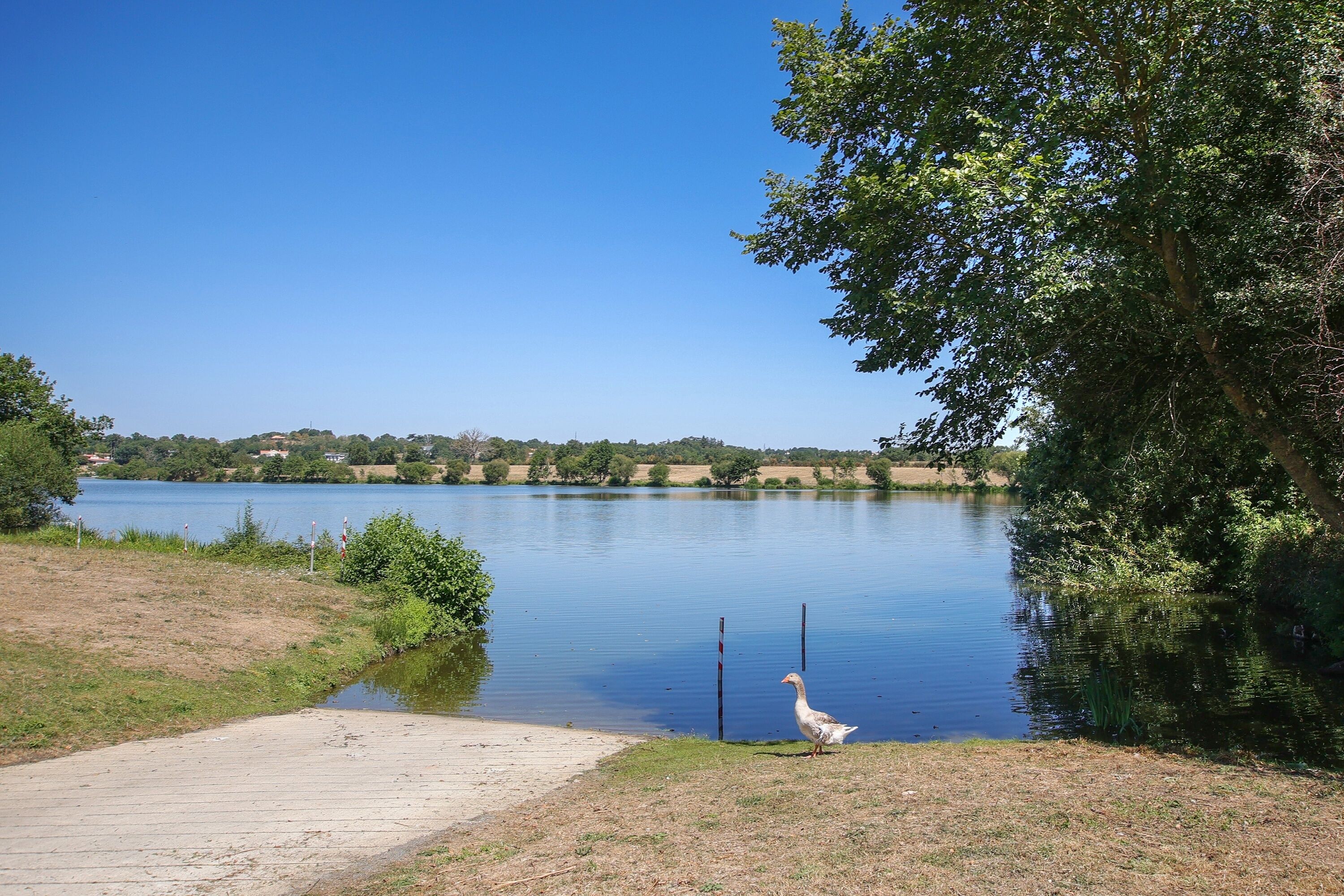 Un lago con un muelle de madera y un ganso junto a la orilla.