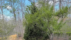 A grassy yard with a wooden deck, trees, and a fence. - Cozy County Cottage- Pet friendly (Afton)