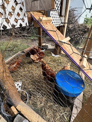 A chicken coop with wire mesh, wooden beams, and a blue water container.