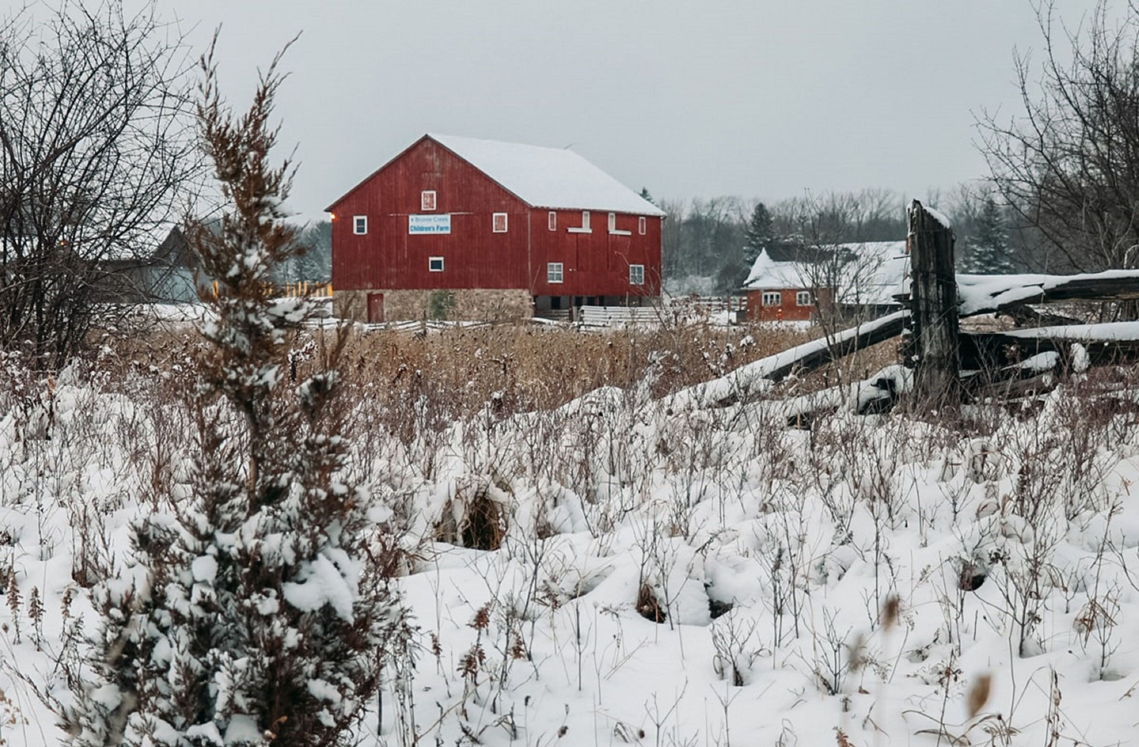 Une grange rouge, sur laquelle on peut lire l’inscription « Baker Creek Children’s Farm », se dresse dans un champ enneigé où la végétation a proliféré.