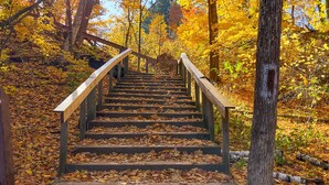 A wooden staircase surrounded by autumn foliage.