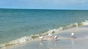 Een strand met helder water en golven, en verschillende witte vogels die in ondiep water staan.