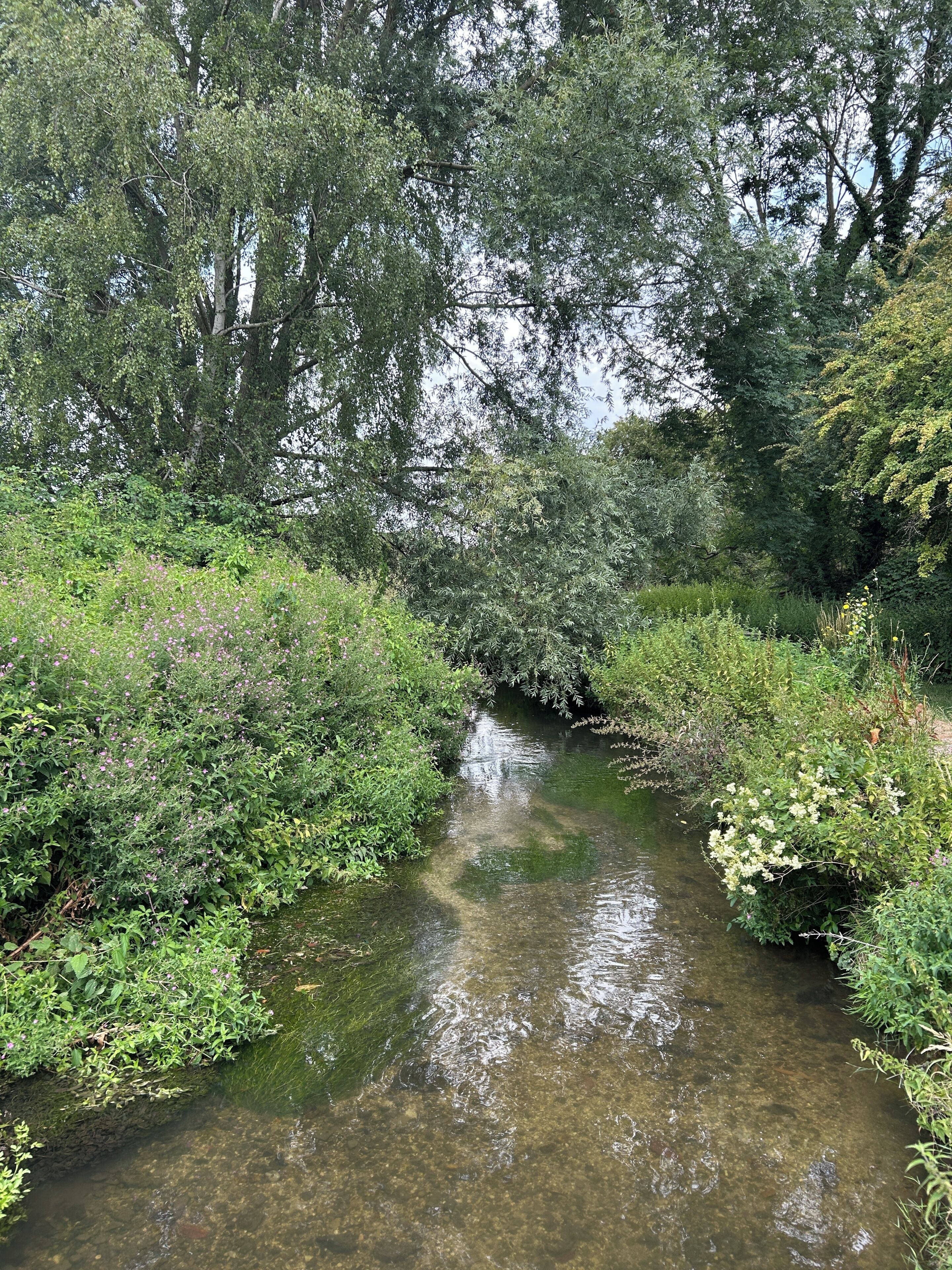 A natural stream surrounded by dense greenery and trees.