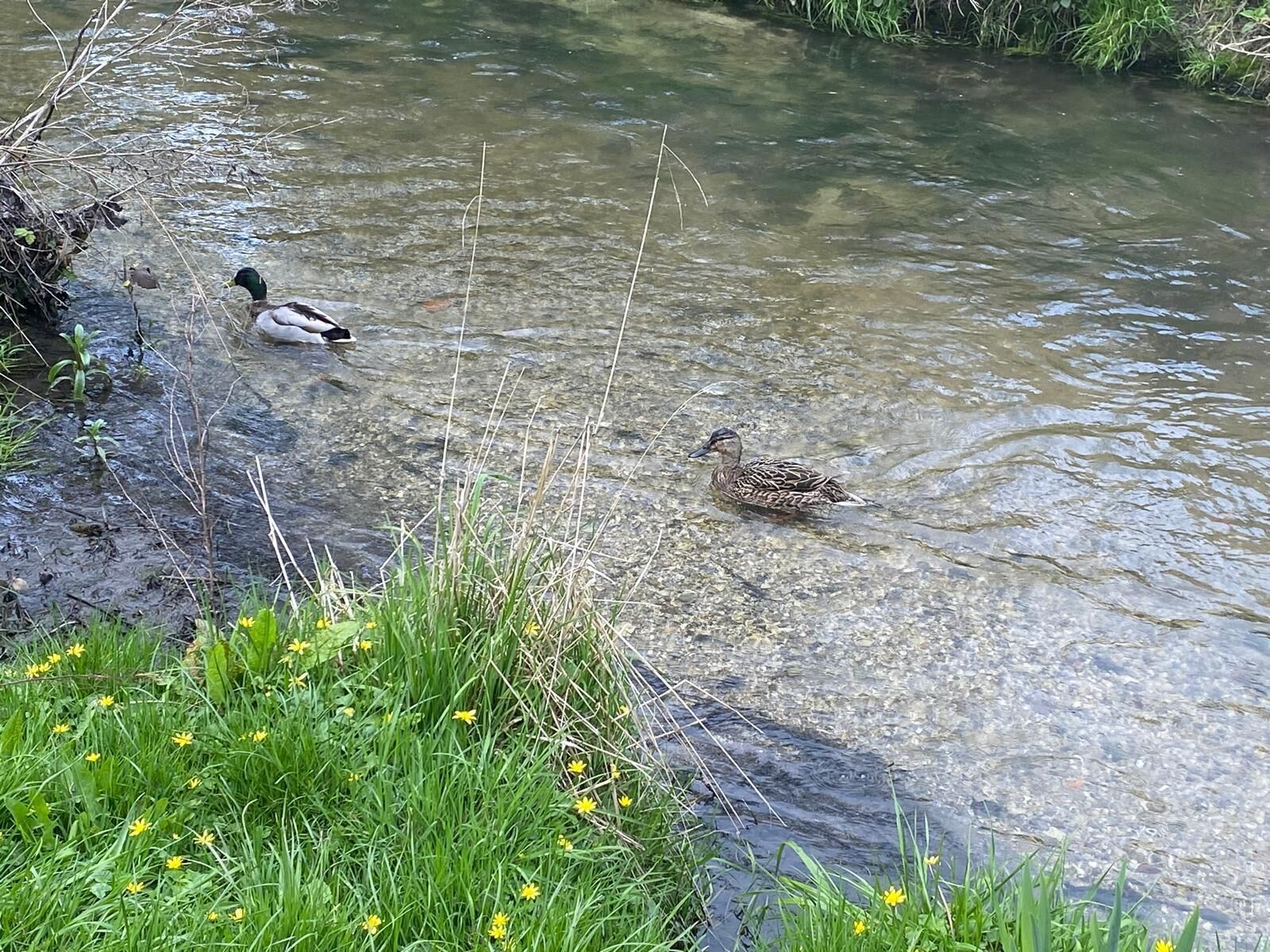 A natural water body with ducks and surrounding vegetation.