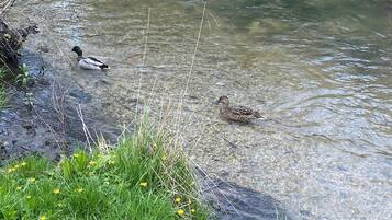 A natural water body with ducks and surrounding vegetation.