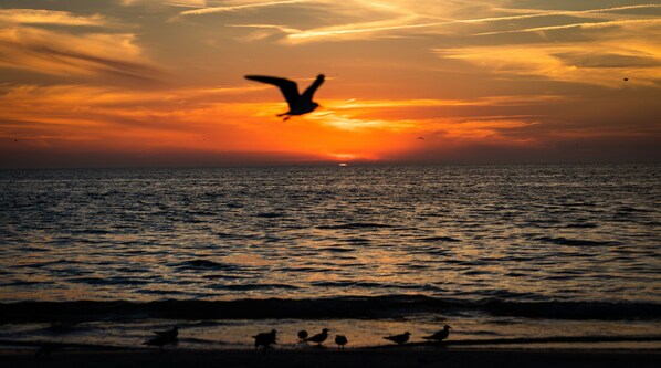 A sunset over the ocean with birds flying and silhouettes of birds on the shore.