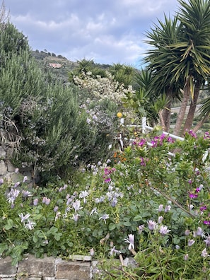 Um jardim com diversas plantas e flores, um muro de pedra, e vista para uma colina com edifícios ao fundo.