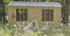 A wooden structure with a metal roof, surrounded by ducks and grass.