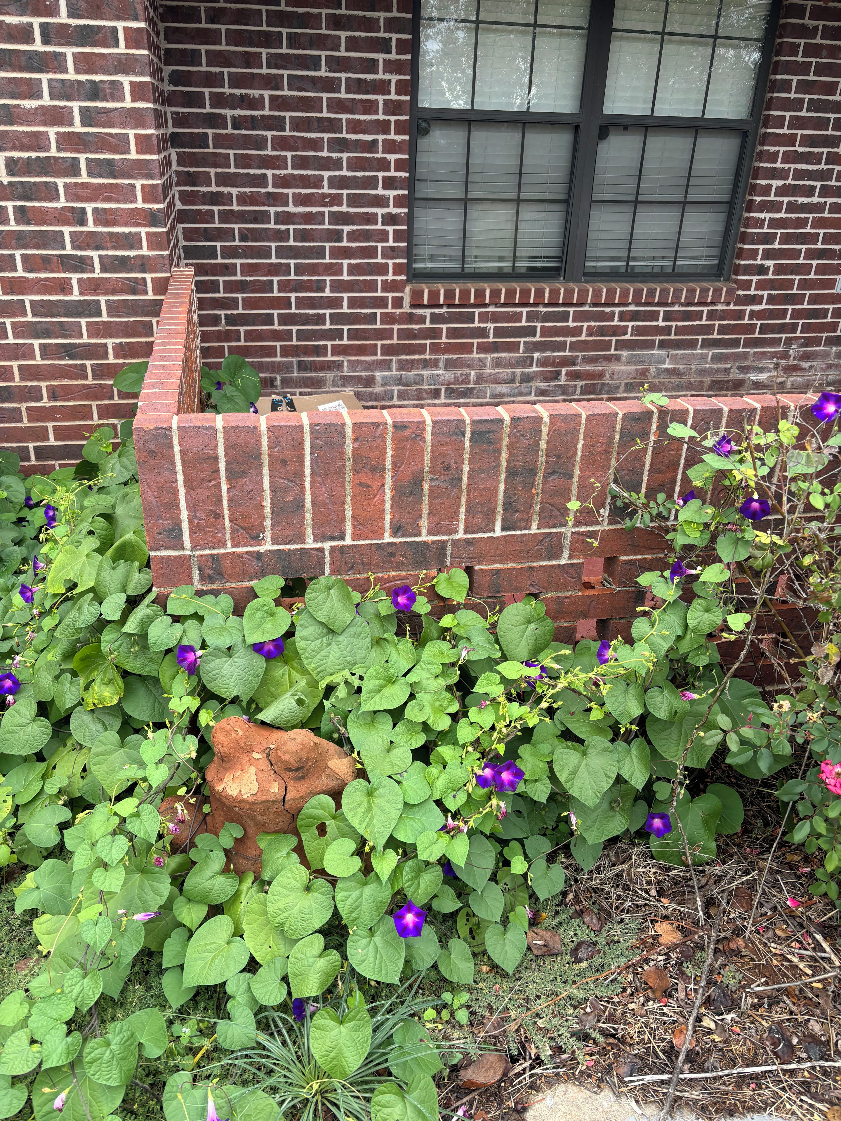 Un mur de briques avec une fenêtre et une jardinière contenant des plantes vertes et des fleurs violettes.