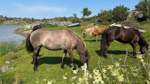 A grassy area with horses grazing near a body of water, surrounded by trees and rocks.