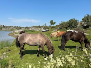 A grassy area with horses grazing near a body of water, surrounded by trees and rocks.