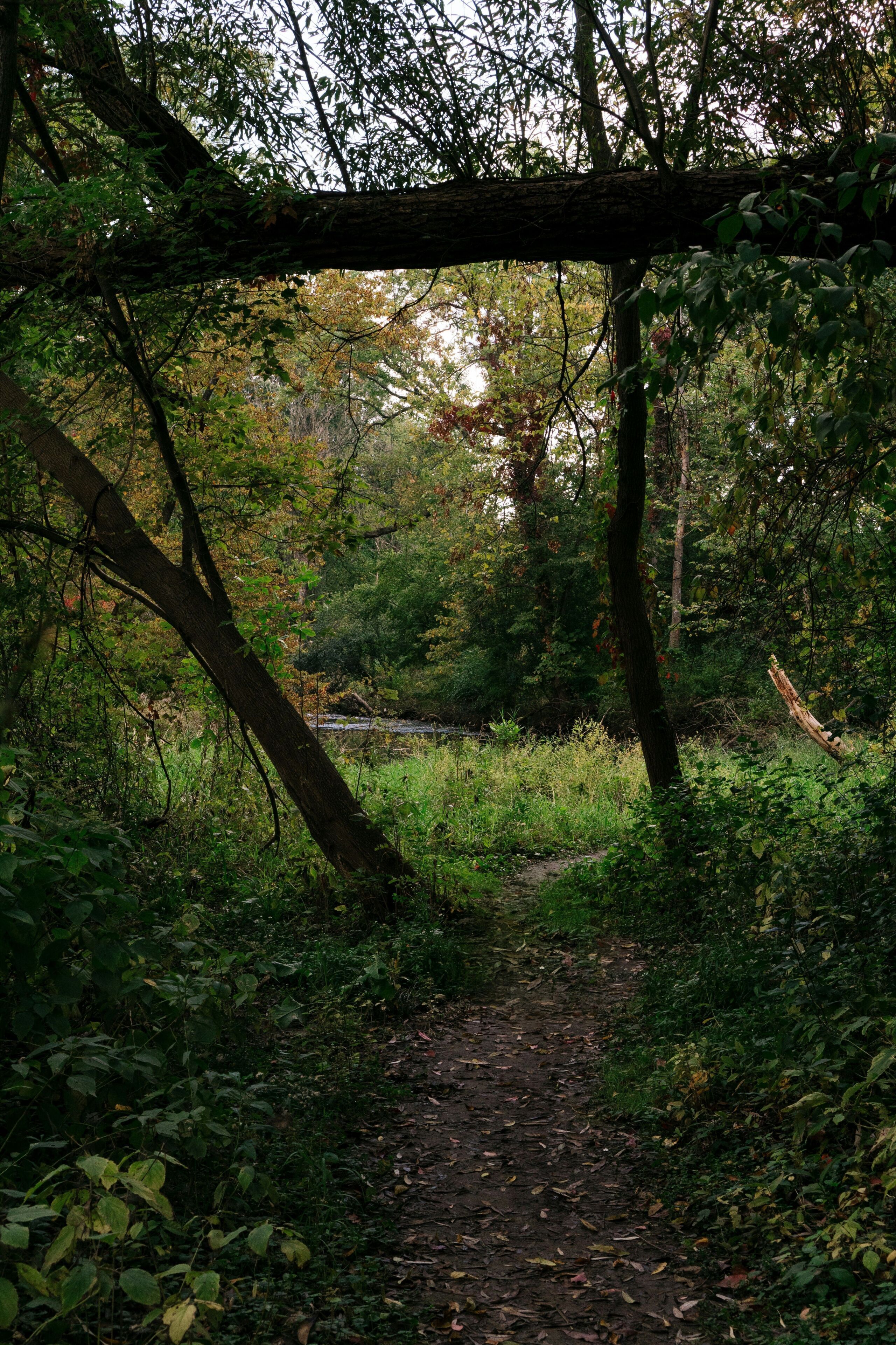 A forested path with a natural canopy overhead.