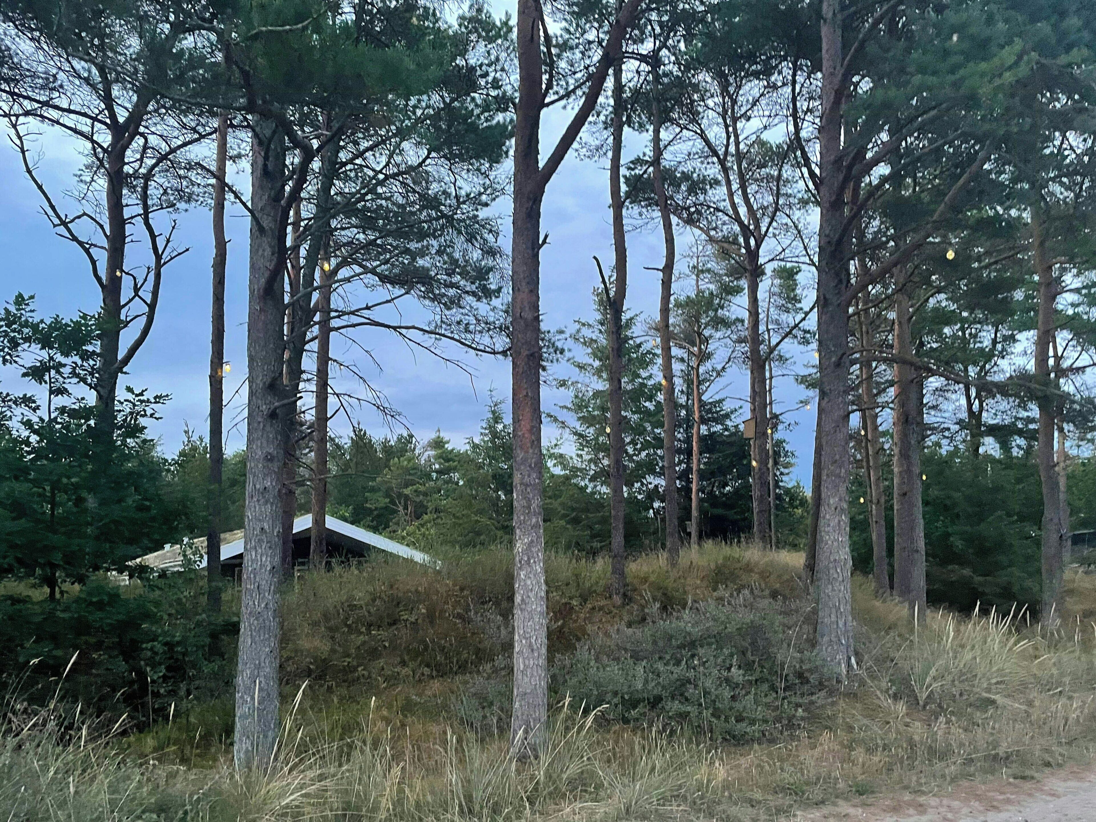 Et skovområde med høje træer og en bygning med skråt tag.