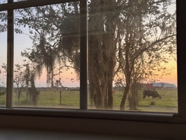 A view through a window with a fence and trees, a barn, and a cow in a field.