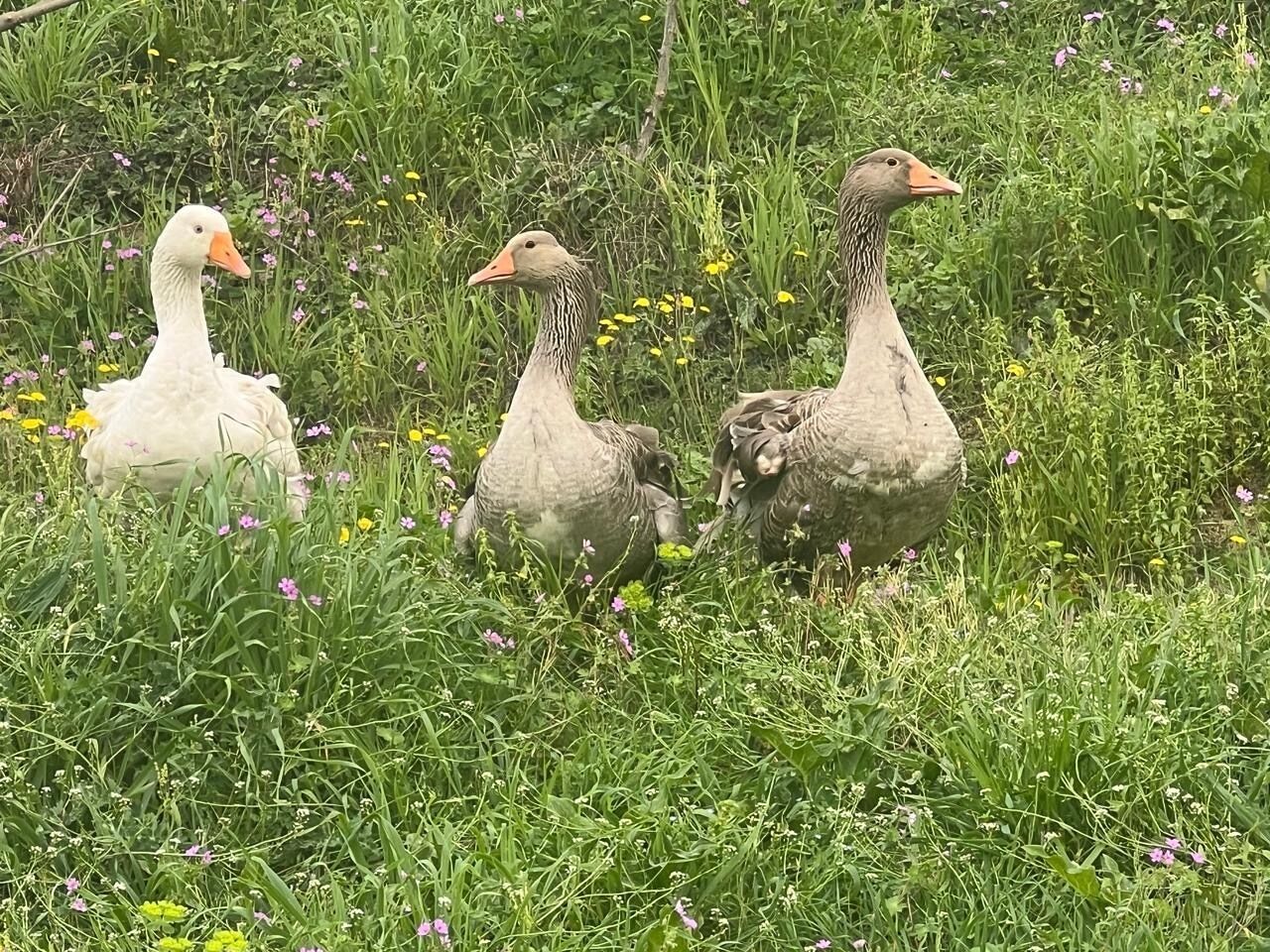 Trois oies dans un champ herbeux parsemé de fleurs sauvages.