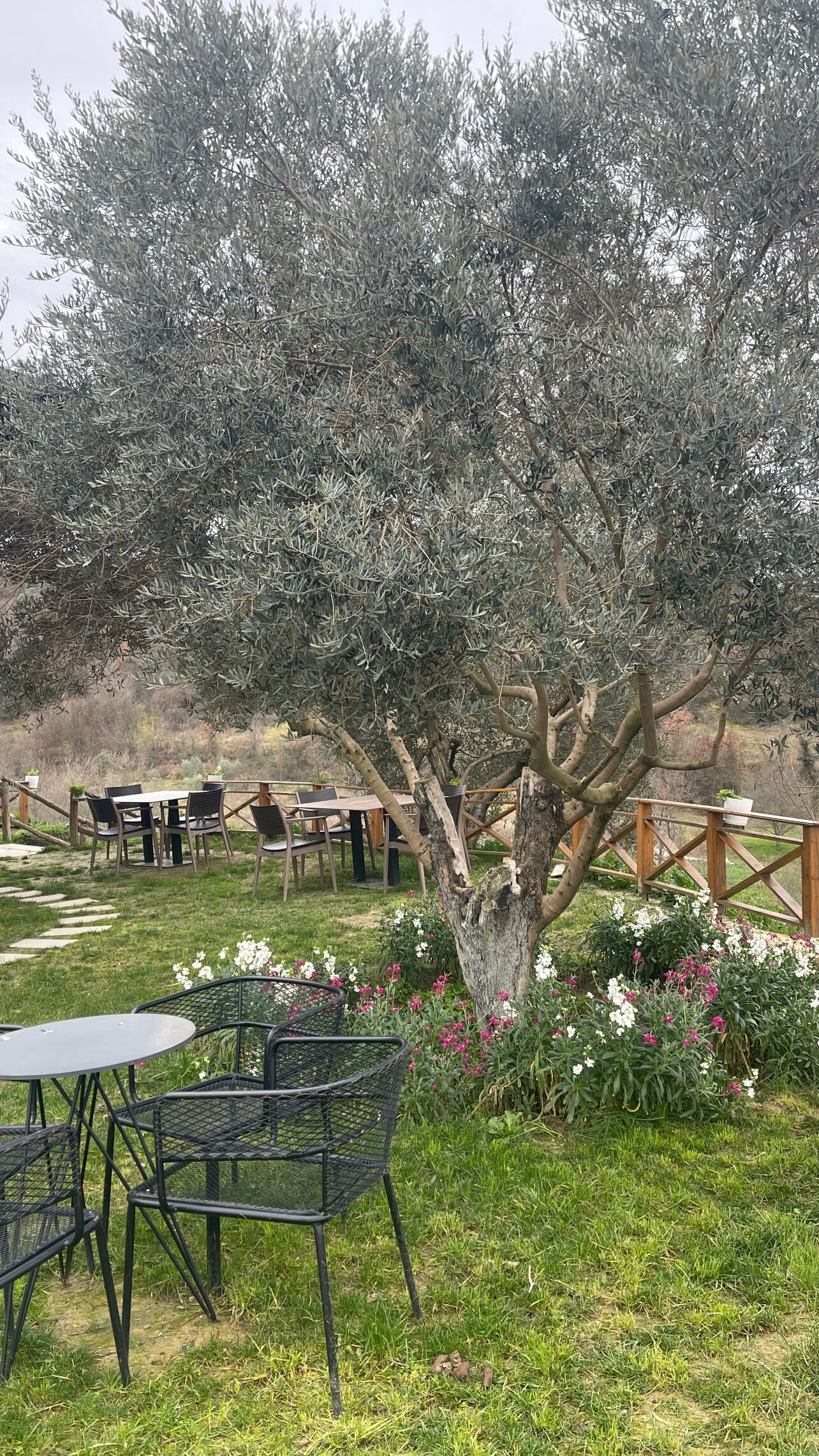 An outdoor seating area with tables and chairs, surrounded by a garden with flowers and an olive tree.