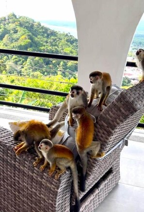 A wicker sofa with several lemurs sitting on it. - Sunset Villa Macaw, 2 King Suites, Pool & Ocean View (Manuel Antonio)