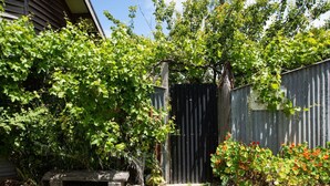 Jardí tancat amb tanca, una panxa, i diverses plantes.