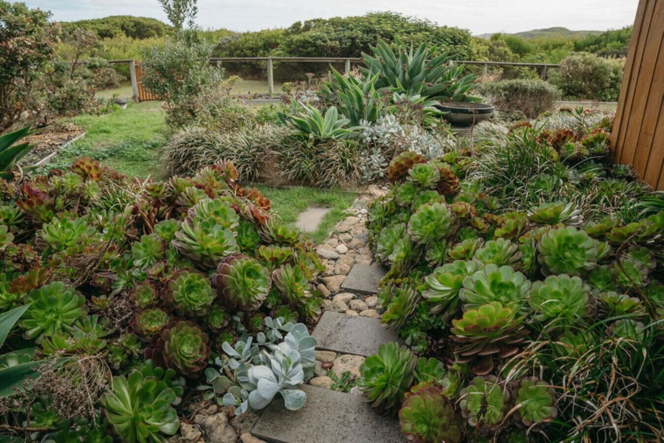 Un giardino con diverse piante grasse e un sentiero in pietra.