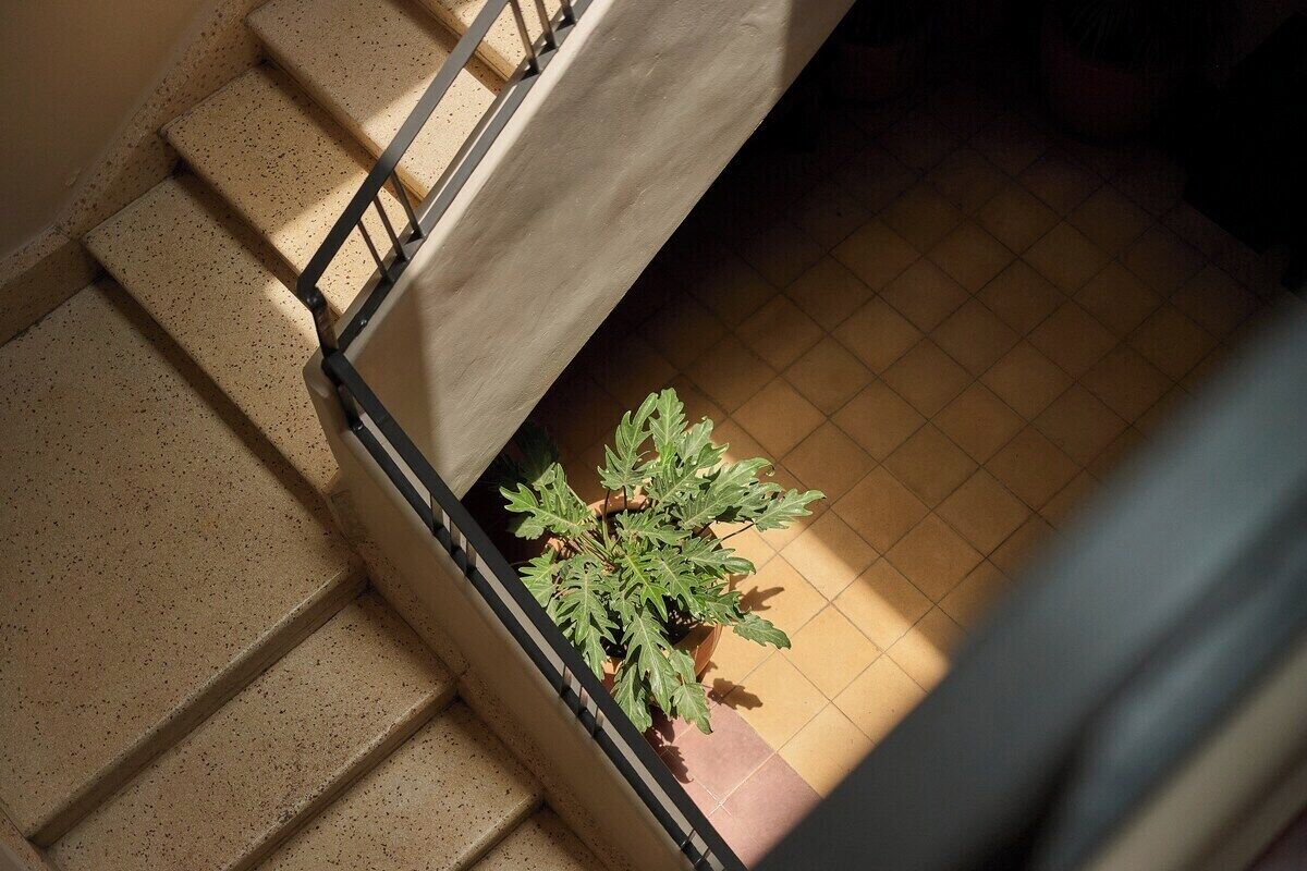 A staircase with a potted plant on the landing.