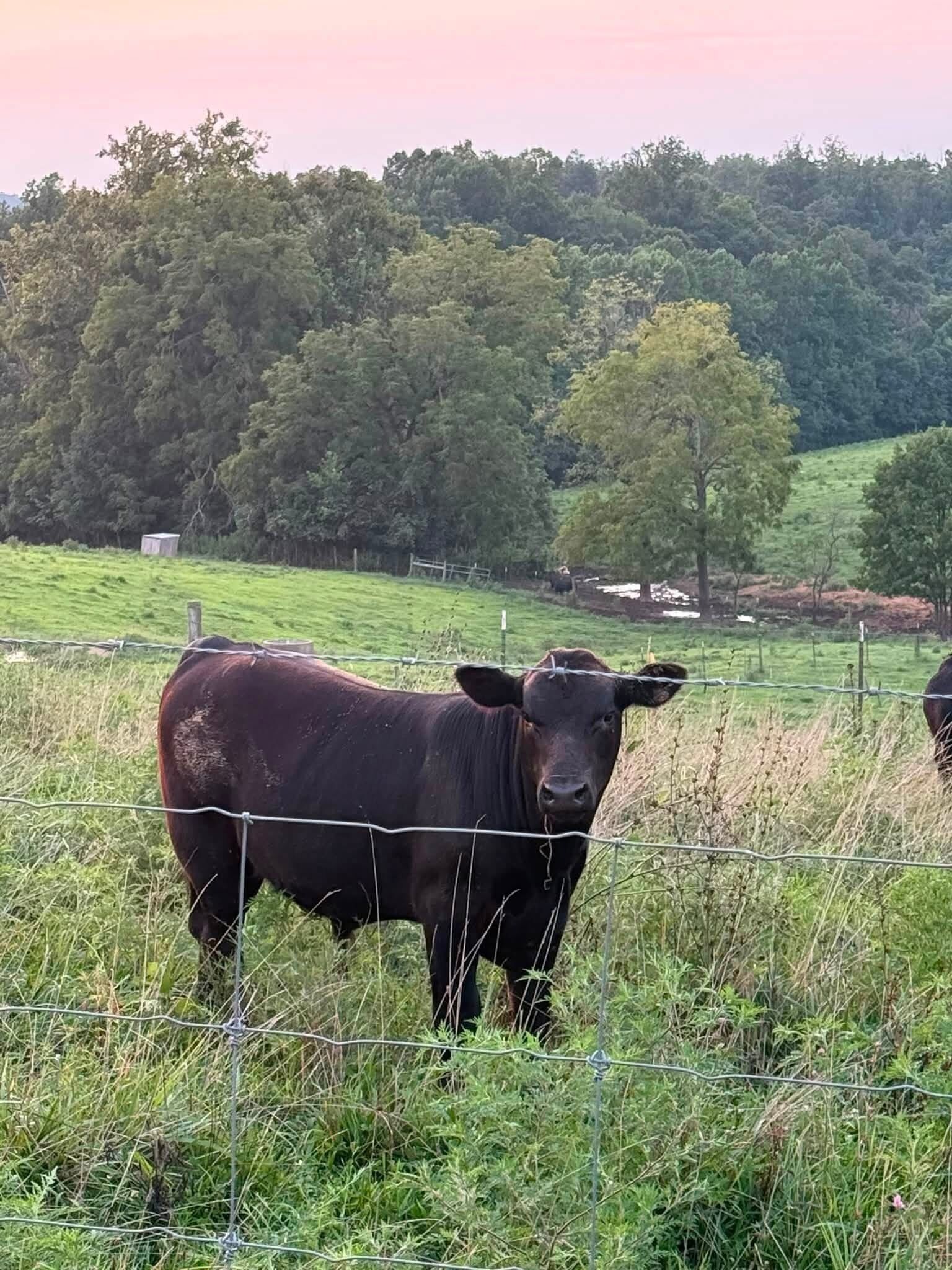 En svart ko står på en gräsklädd åker, med ett staket i förgrunden och träd i bakgrunden.